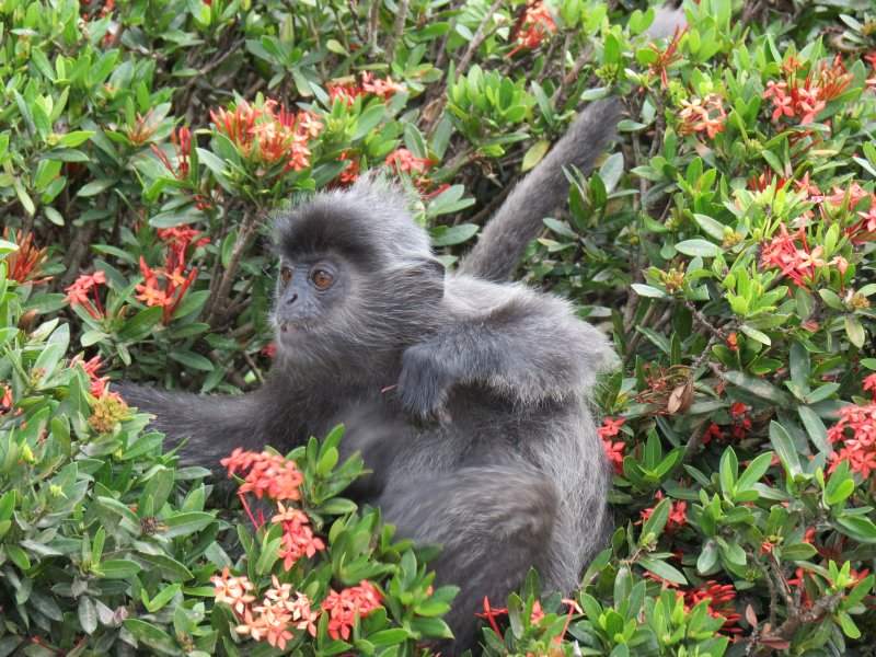 Silverleaf monkey
