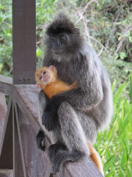 Silverleaf Monkey