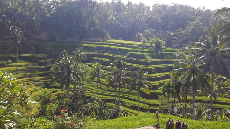 Singapura, Indonésia E Malásia Novembro 2015 549