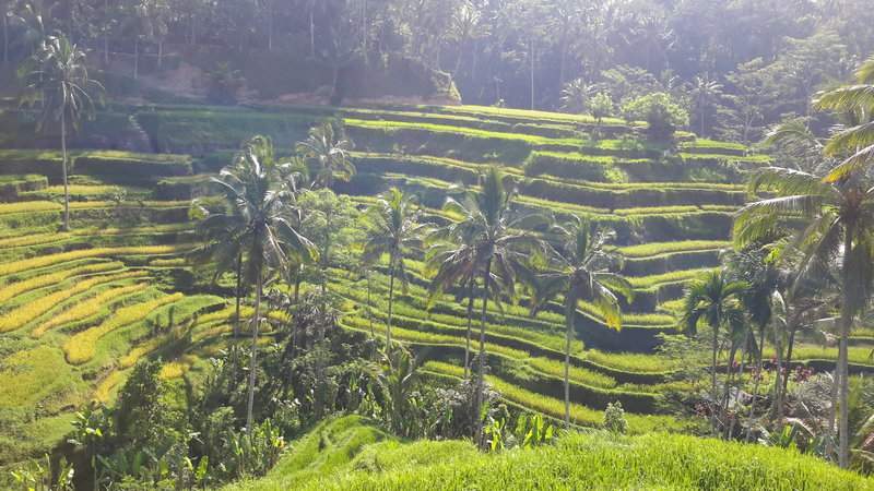 Singapura, Indonésia E Malásia Novembro 2015 551
