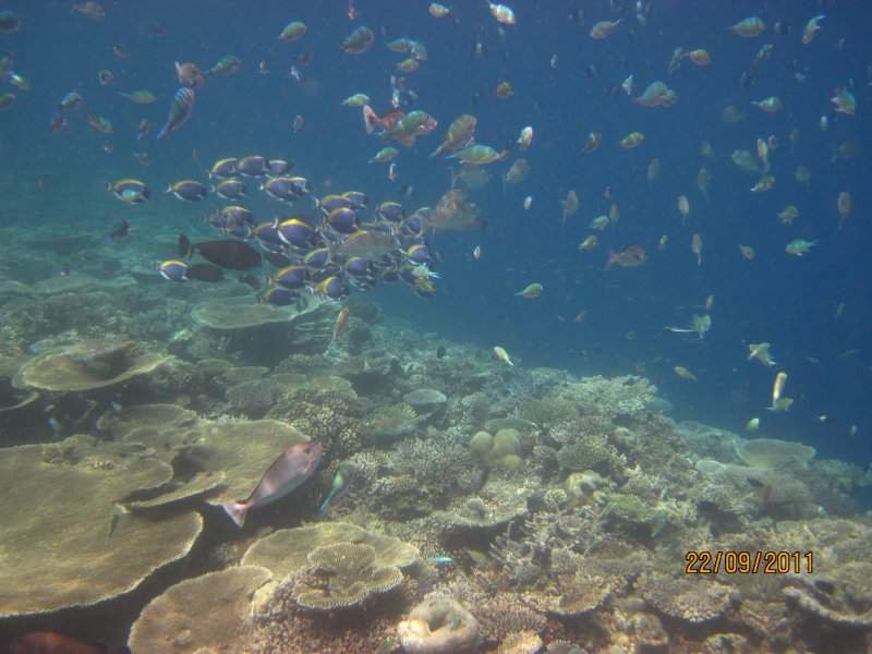 Snork (2)