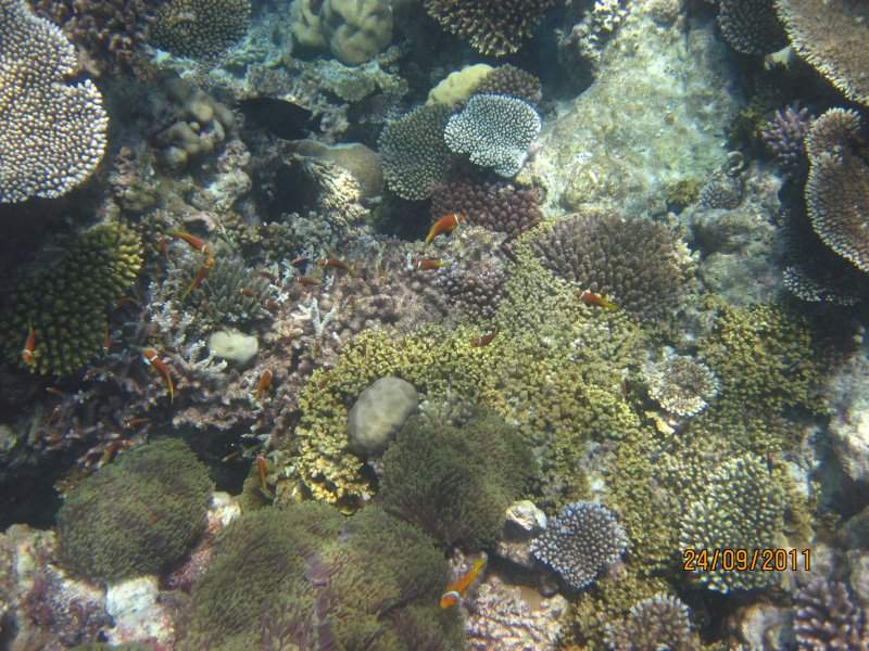 Snork (3)