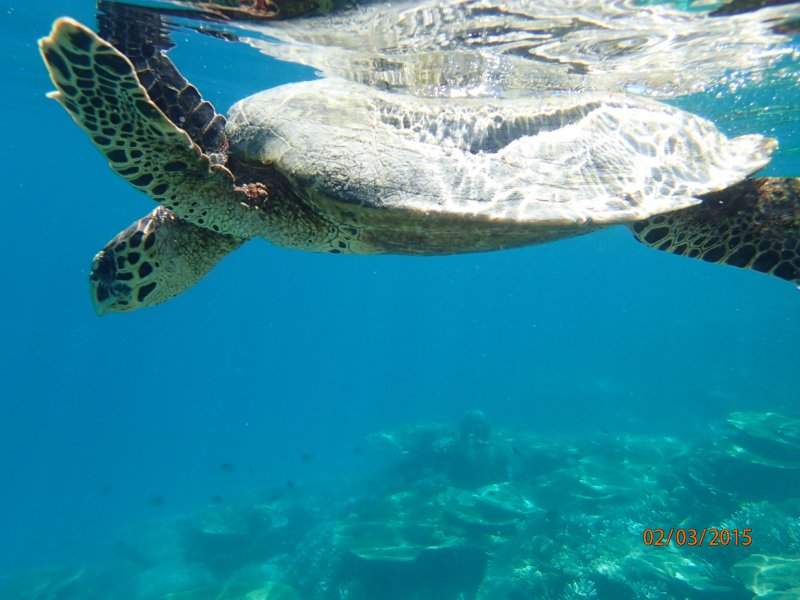 Snork (3)