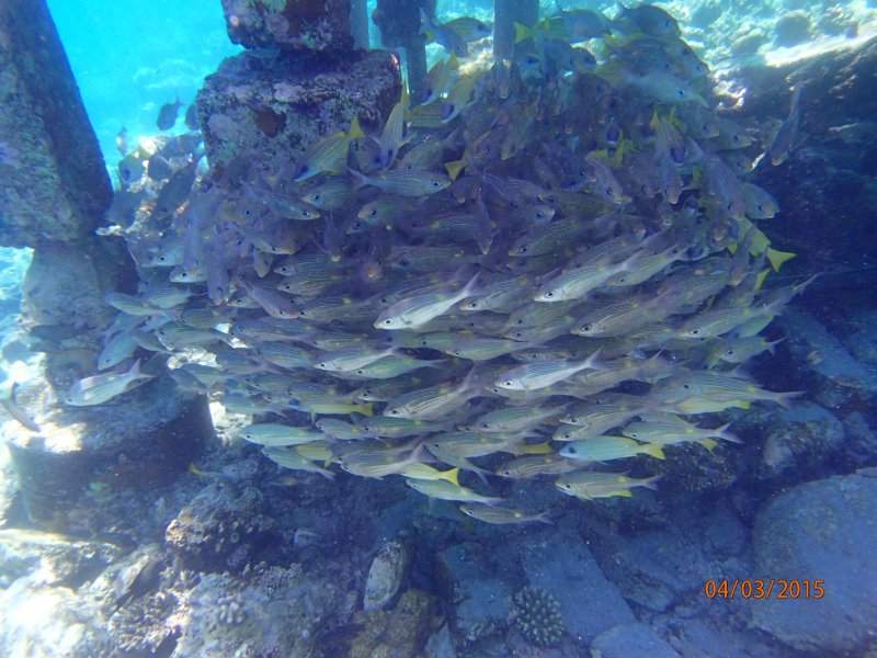 Snork (6)