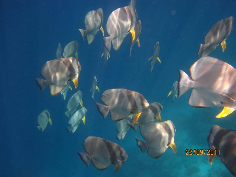 Snork