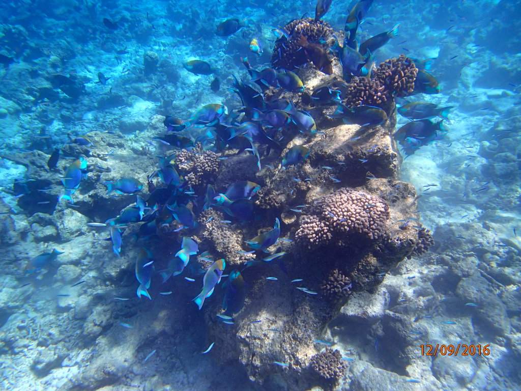 Snork1