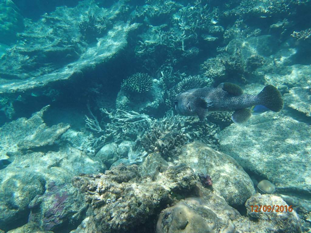 Snork2