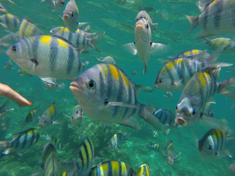 Snorkel em Loh Samah Bay