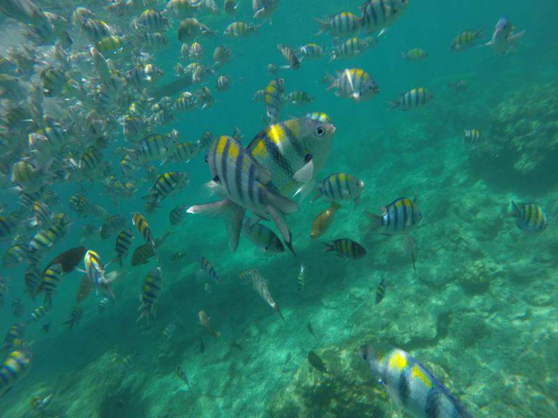 Snorkel em Loh Samah Bay