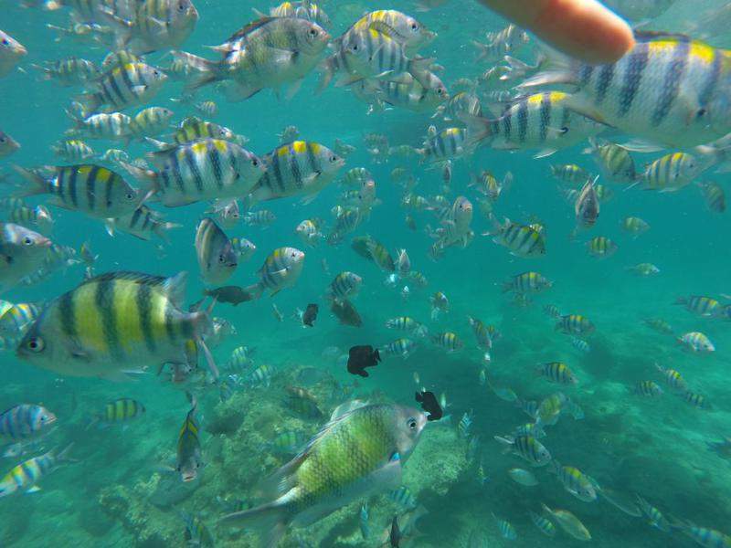Snorkel em Loh Samah Bay