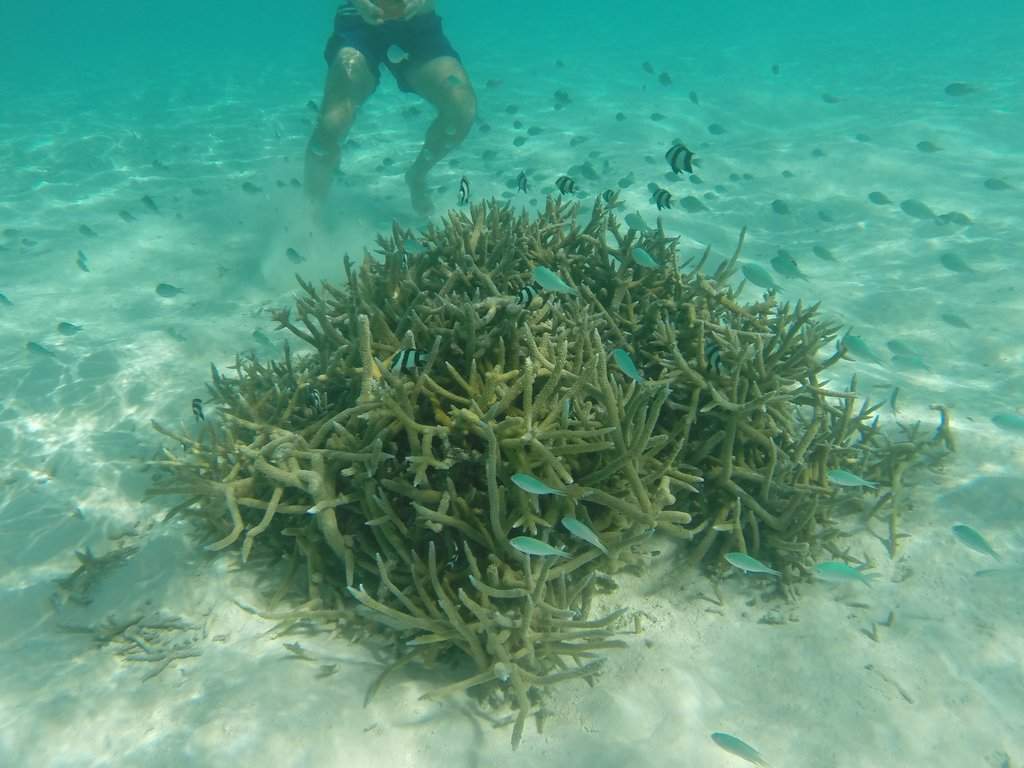 Snorkeling na praia