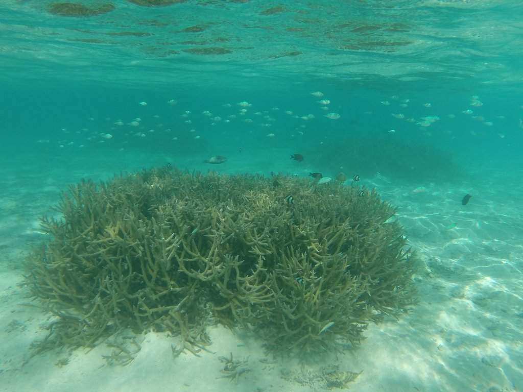 Snorkeling na praia