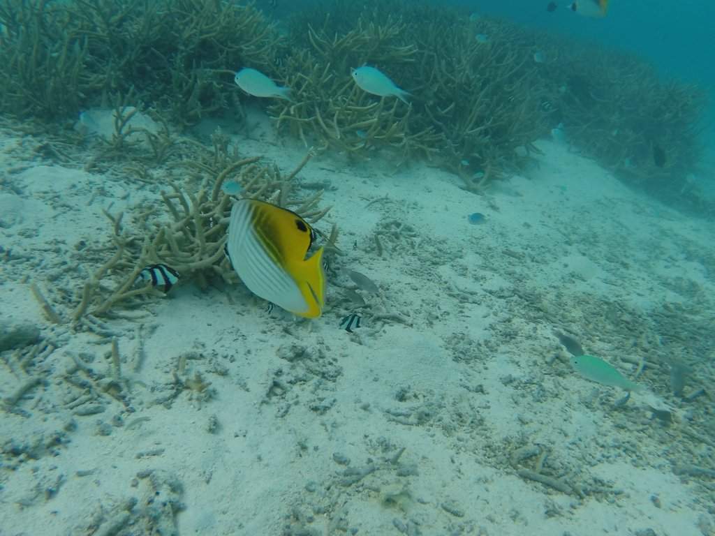 Snorkeling na praia
