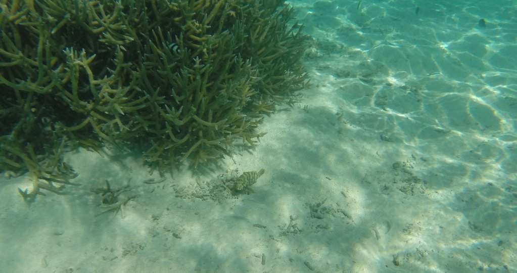 Snorkeling na praia
