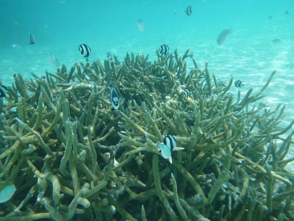 Snorkeling na praia