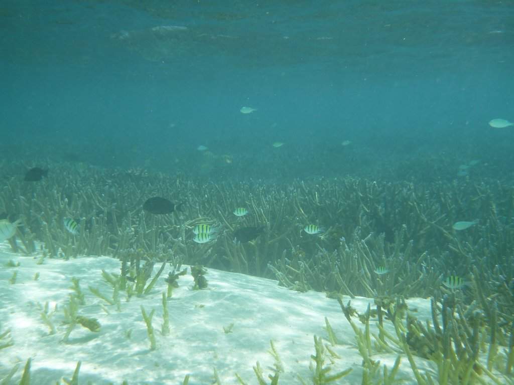 Snorkeling na praia
