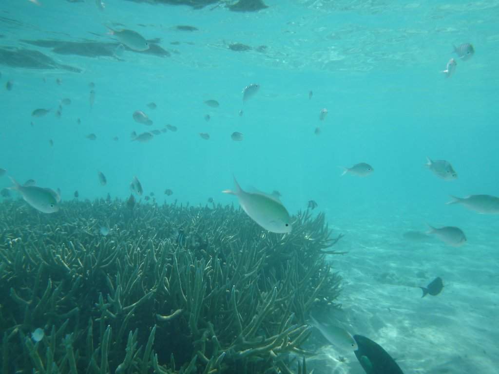 Snorkeling na praia