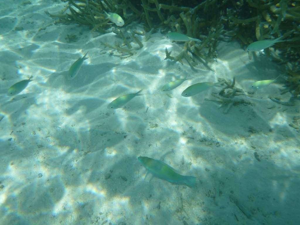 Snorkeling na praia
