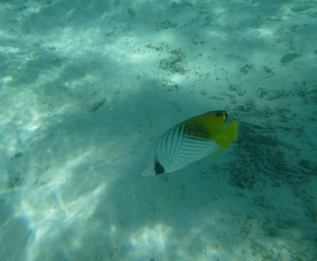 Snorkeling na praia