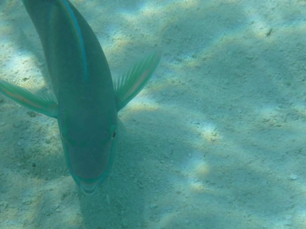 Snorkeling na praia