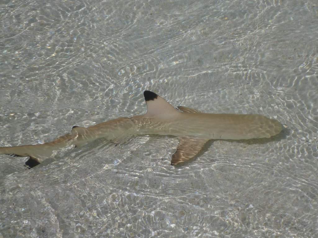Snorkeling na praia