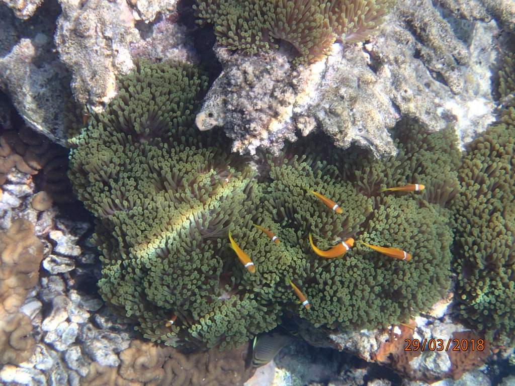 Snorkeling Nemos