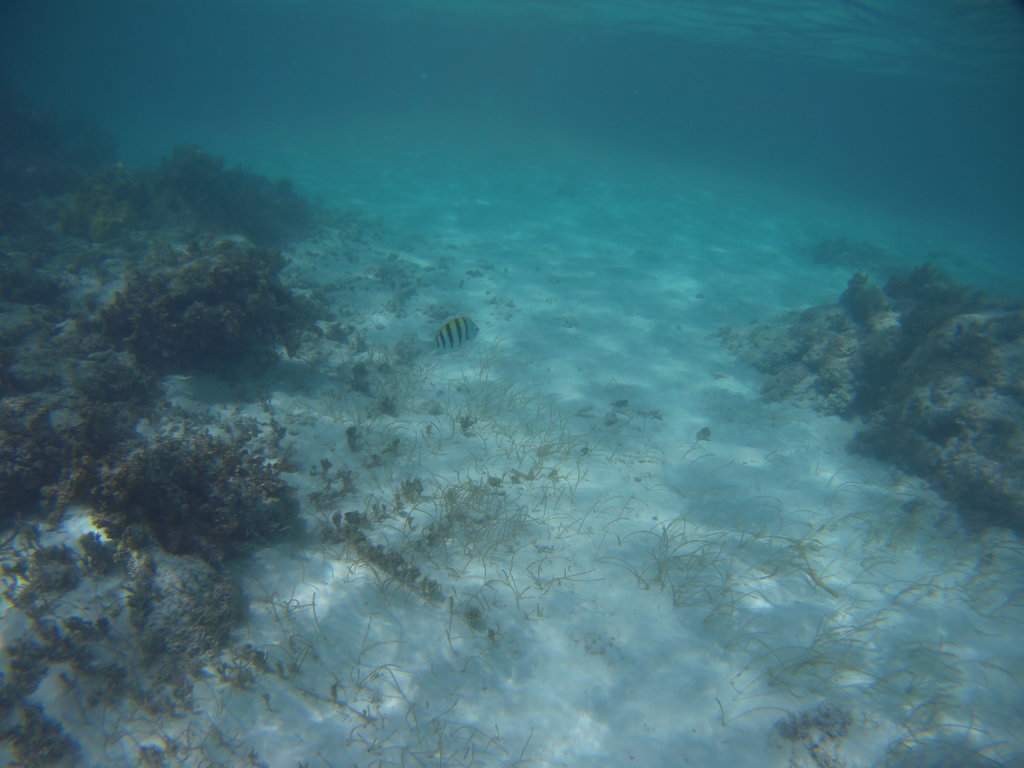 Snorkeling Saona 2