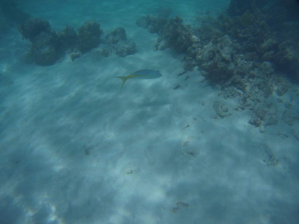 Snorkeling Saona