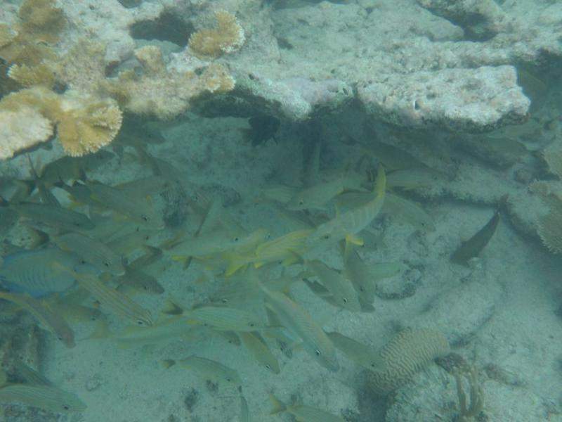 Snorkeling