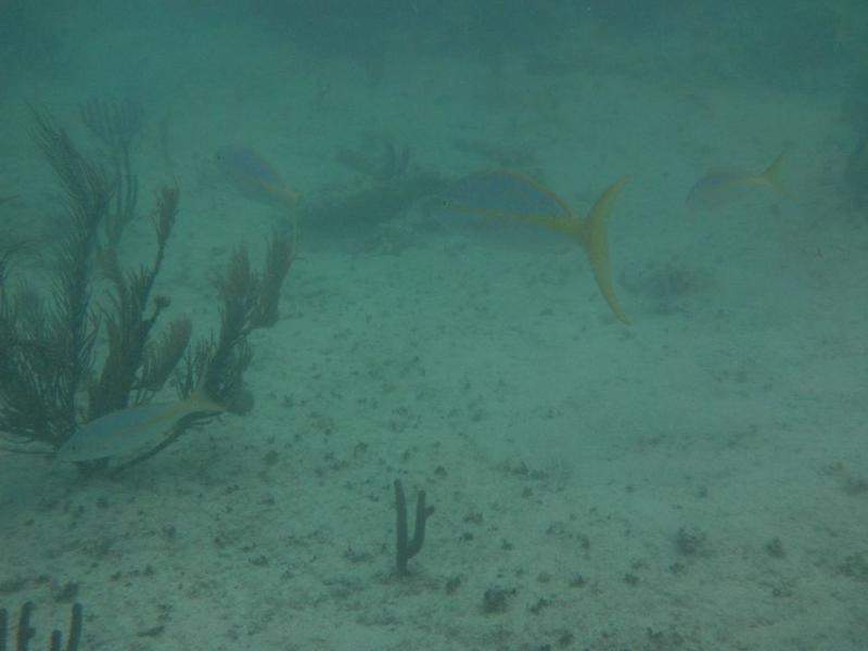 Snorkeling