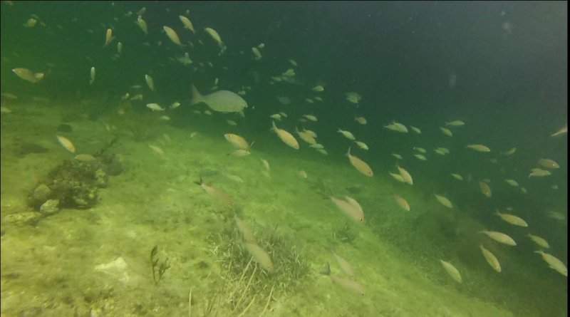 Snorkling2