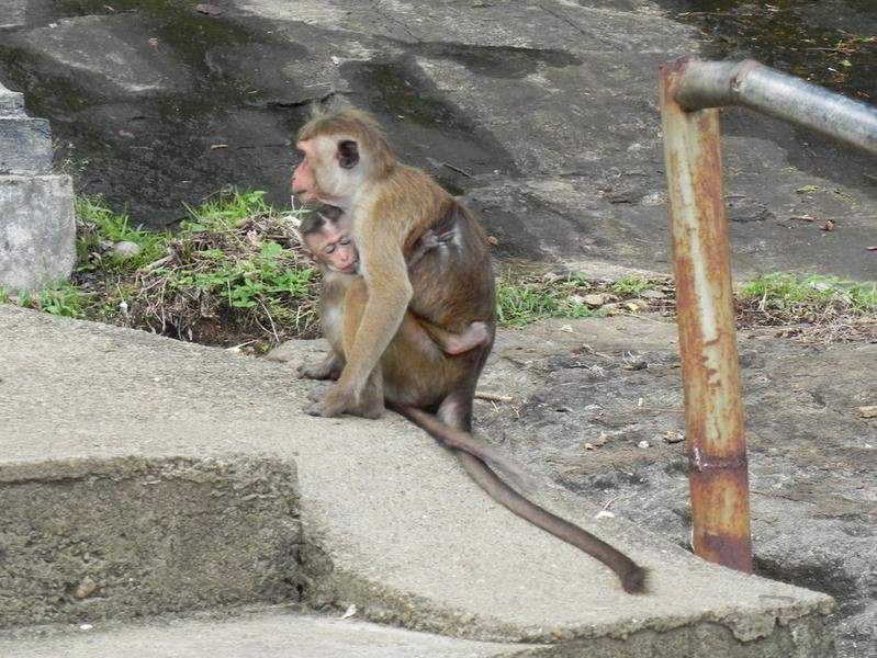 Sri Lanka 2011