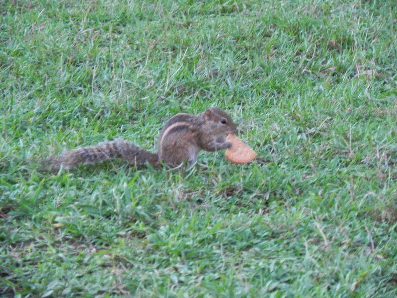 Sri Lanka 2011