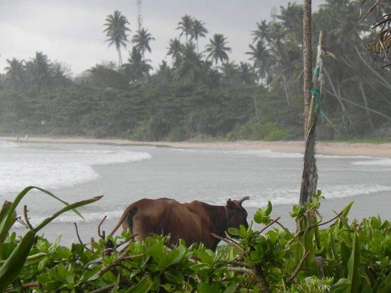 Sri Lanka 2011