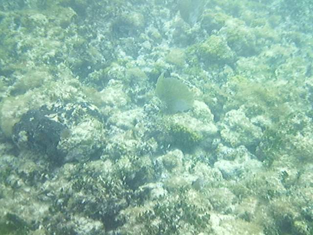 SUNP0116