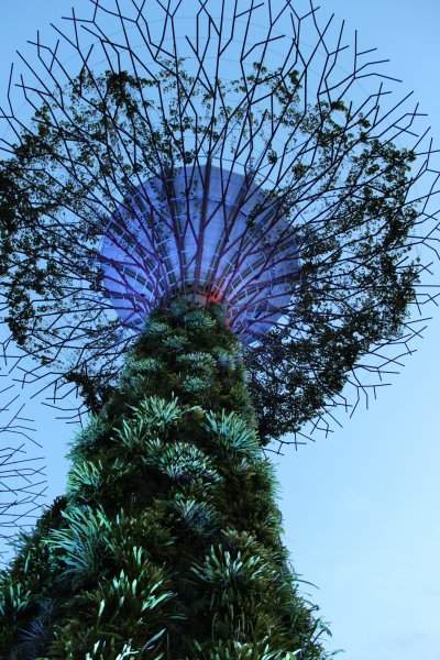 Supertree Grove
