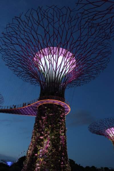Supertree Grove