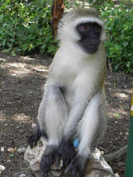Tarangire