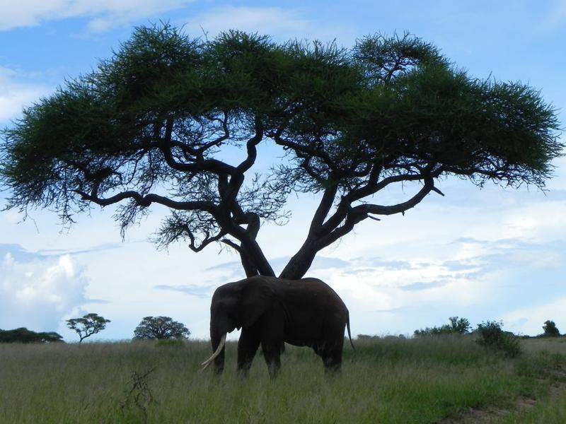 Tarangire