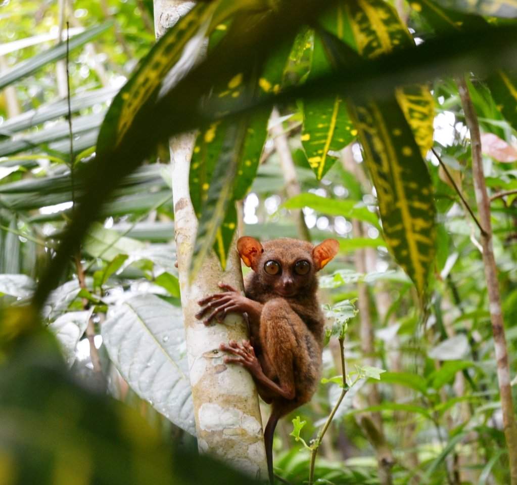 Tarsier