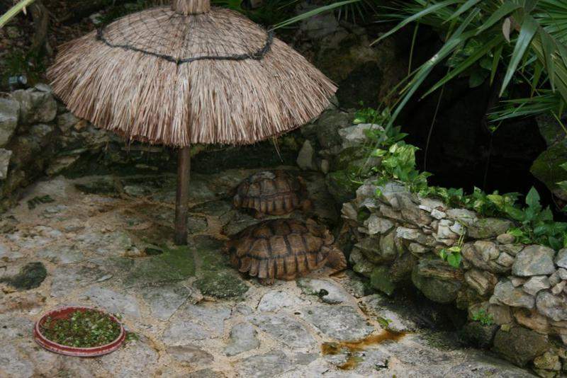 Tartarugas no resort
