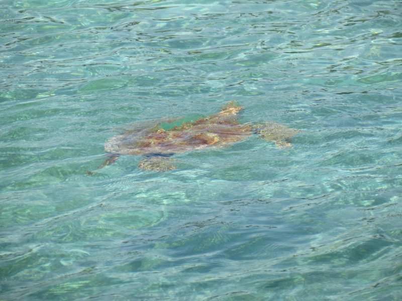 Tartarugas
