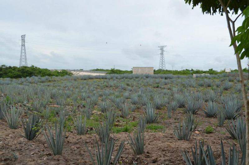 Tequila 1