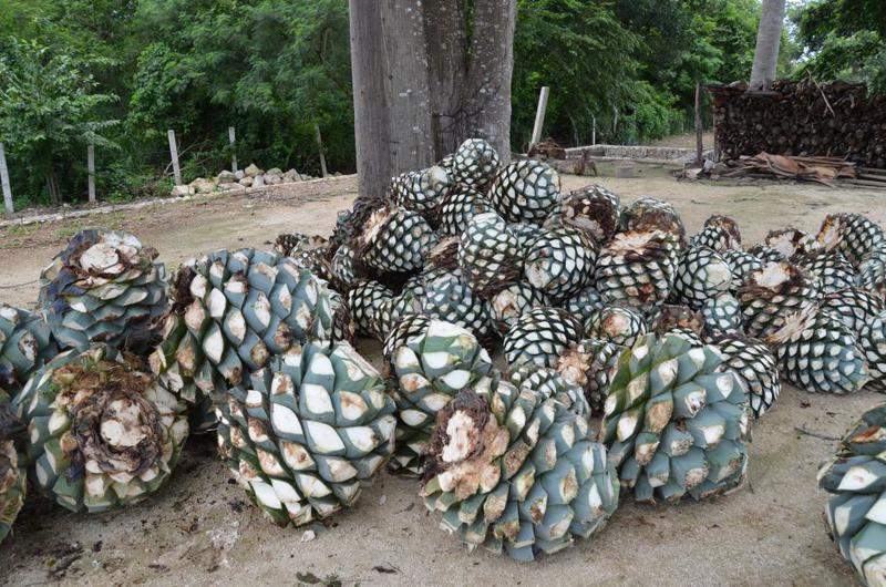 Tequila 2
