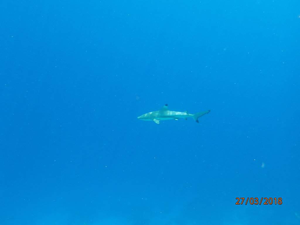 Tubarão (2)