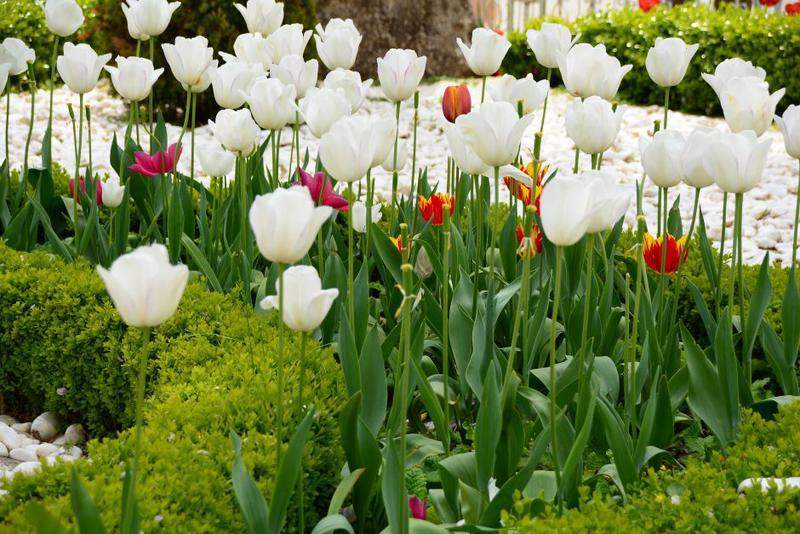 tulipas