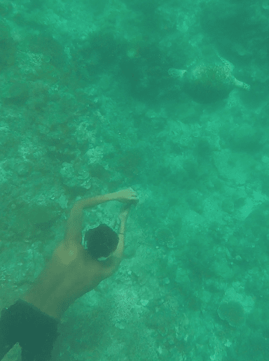 Turtle2