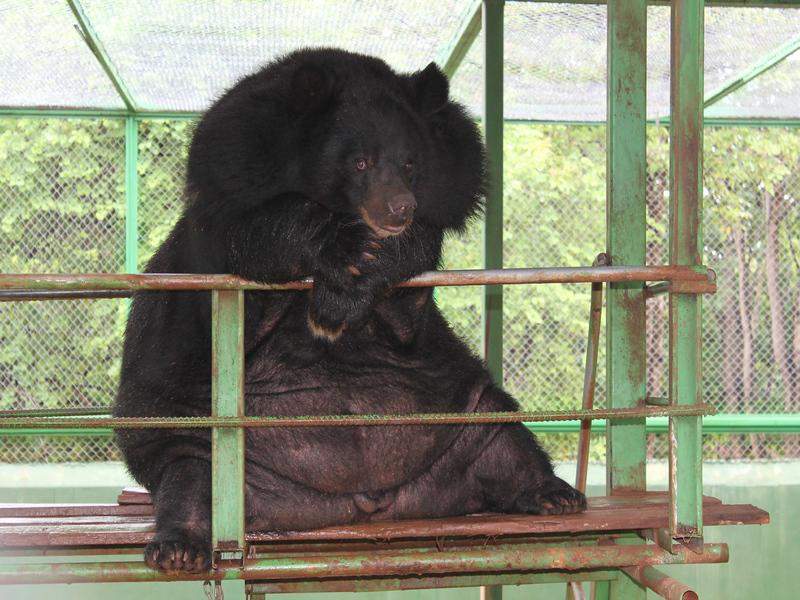Urso no Tiger Temple