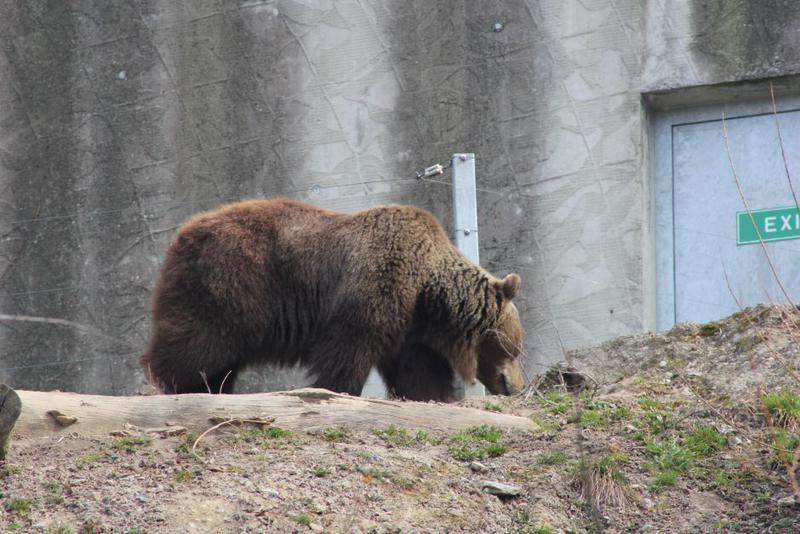 Urso