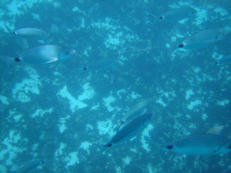 Visão sub.aquatica